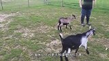 狗狗咬电网被电后，就和电网杠上了，下一秒请憋住别笑！