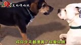 四川搞笑方言 大哥我不是故意的