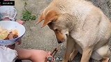 搞笑笑话狗给烟不给火,你不是纯粹在调戏我吗