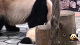 熊猫宝宝不听话，被妈妈咬着拖来拖去，妹妹拼命求情也没用