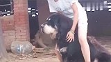 美女试骑自家大黑獒，这大藏獒开始很配合，接下来把美女逗乐了