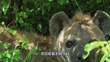 河马被鳄鱼发现，上去直接扯下河马一块肉，镜头拍下这可怕瞬间！