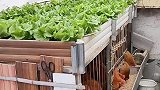 男子在家楼顶养鸡，然后蔬菜种鸡棚上