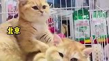 萌化了,两只猫咪互相按摩，画面超治愈