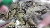 小猫咪意外丢了一条腿，遇好心人救治鼓励，结果很暖心