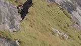 为了活命，山羊带着老鹰一同跳崖“殉情”，镜头记录下了全过程。
