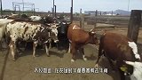 西班牙的牛都要剪掉牛角，看着让人虎躯一震，太惨了！