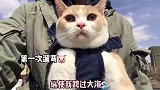 我用钱买了个满眼都是我的男孩子️黄桃不是猫 爱宠治愈季 萌宠新春出道 2021新春日记 英短乳白