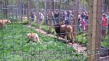饲养员多次亲吻午睡的狮子，狮子忍无可忍，扭头张嘴就是一口！