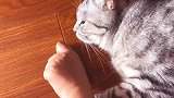 我家猫咪竟然跟我吵架抬杠，我一句它一句，就差开口说人话了！