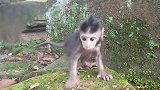 新生儿猴子可以自己走路和跑步，非常可爱的新生儿