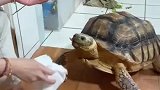 这海龟不但贪吃，还会撒娇卖萌
