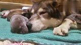 狗妈妈生了一窝小奶狗，一脸的宠溺，尽显母爱