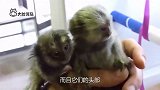 神奇只有人类拇指大小的猴子，跳跃一次可达五米远