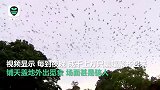 澳小镇上空被30万只蝙蝠包围 每到夜晚蝙蝠外出觅食，场面骇人
