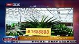 168万元天价君子兰惊现长春农博会
