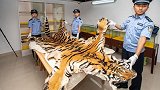 走私大案告破！海关缴获整张虎皮 案值8000多万元