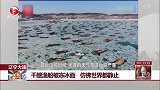 辽宁大连：千艘渔船被冻冰面 仿佛世界都静止