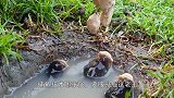 “神奇”捕鱼方式，鱼儿自动“送货”上门，全鱼宴可以安排上了!