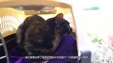 熊孩子意外捡到被遗弃的猫咪，他们会有啥打算？网友：撸猫王者！