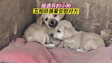 被遗弃的2只小狗，吓得把头埋起来