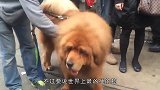 世界上“最凶猛的狗”吊打神犬藏獒，一旦咬住目标绝不松口