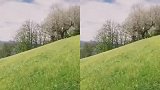瑞士小火车上，欣赏沿途的草地河流雪山，世界那么大我只想去这里