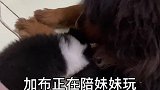 太可怕了，独居女性一定要养条大狗
