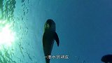 潜水员海底吹泡泡，竟被一群海豚围观，海豚的反应太搞笑