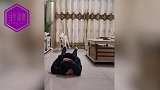 主人装晕倒想让狗狗救自己，结果却出乎意料，网友调侃打狗要趁早