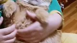 猫：我指甲又不长，干嘛天天给我剪指甲！