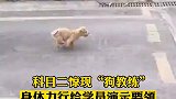 科目二惊现狗教练，身体力行给学员演示要领