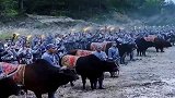放牛上战场？招是好招，就是有点费牛啊