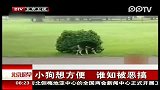 小狗想方便 谁知被恶搞
