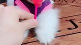 哈哈！糖甜不甜！️飘吧