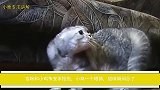 猫咪和小鸡争宠求抱抱，小鸡一个眼神，猫咪瞬间怂了