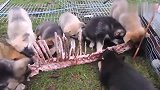 小奶狗不是应该喝奶的吗一大群小奶狗吃肉还是第一次见