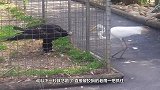 狐狸站在水边觅食，看到一条巨型鲶鱼，狐狸：今晚就吃鱼了