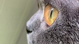 男朋友感觉自己养了两只猫