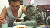 抢鱿鱼的猫