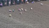 两条狗狗比赛吃面条，比赛一开始马犬就懵圈了，镜头记录搞笑画面