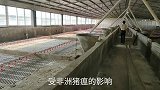 很多养猪大户都改行养鸡了，这位猪场老板养了三万羽，各位怎么看