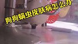 狗狗得了螨虫皮肤的表现