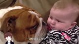 狗狗亲了宝宝一下，接下来请注意宝宝的反应，看一次想笑一次