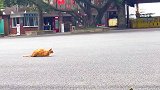 橘猫搞偷袭，抓了一只鸽子