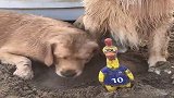 狗狗不停地用嘴撅沙子，嘴巴和猪有一拼，太逗了