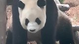 大熊猫屁股痒痒，我来挠挠！