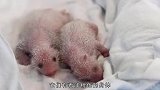 熊猫在美国产下一对双胞胎，幼崽出生的100天，简直萌化了