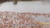 鸭子是灭蝗界天才吗？宁波鸭兵能否出国灭蝗？专家一一解答