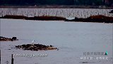 味道中国：野生蚝上岸繁殖，渔民们竖起水泥柱，让蚝苗们依附生长